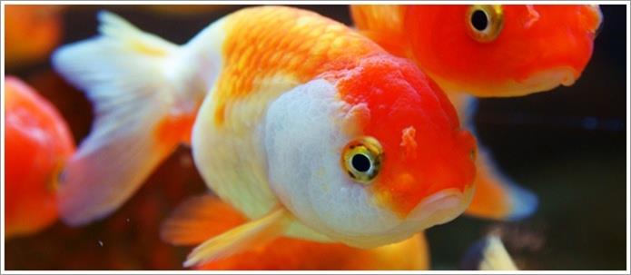 Pescuit - bolile-pestilor-de-acvariu.jpg